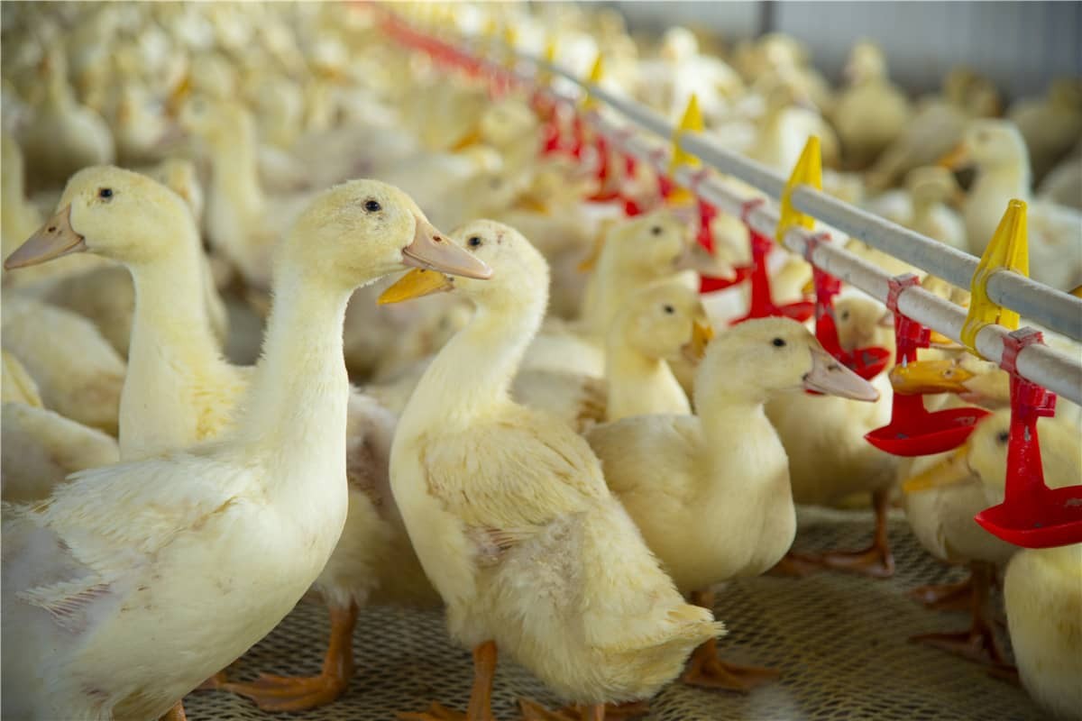 Styrker smart husdyrhold med RFID-teknologi