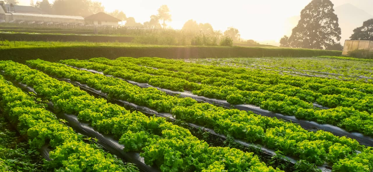 RFID i smart landbruk: Fra UHF RFID-moduler til klistremerker for sporing og vedlikehold av maskiner